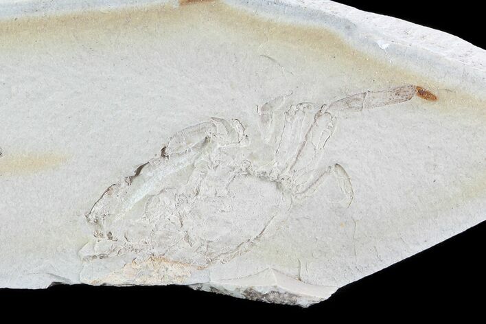 Fossil Pea Crab (Pinnixa) From California - Miocene #74500